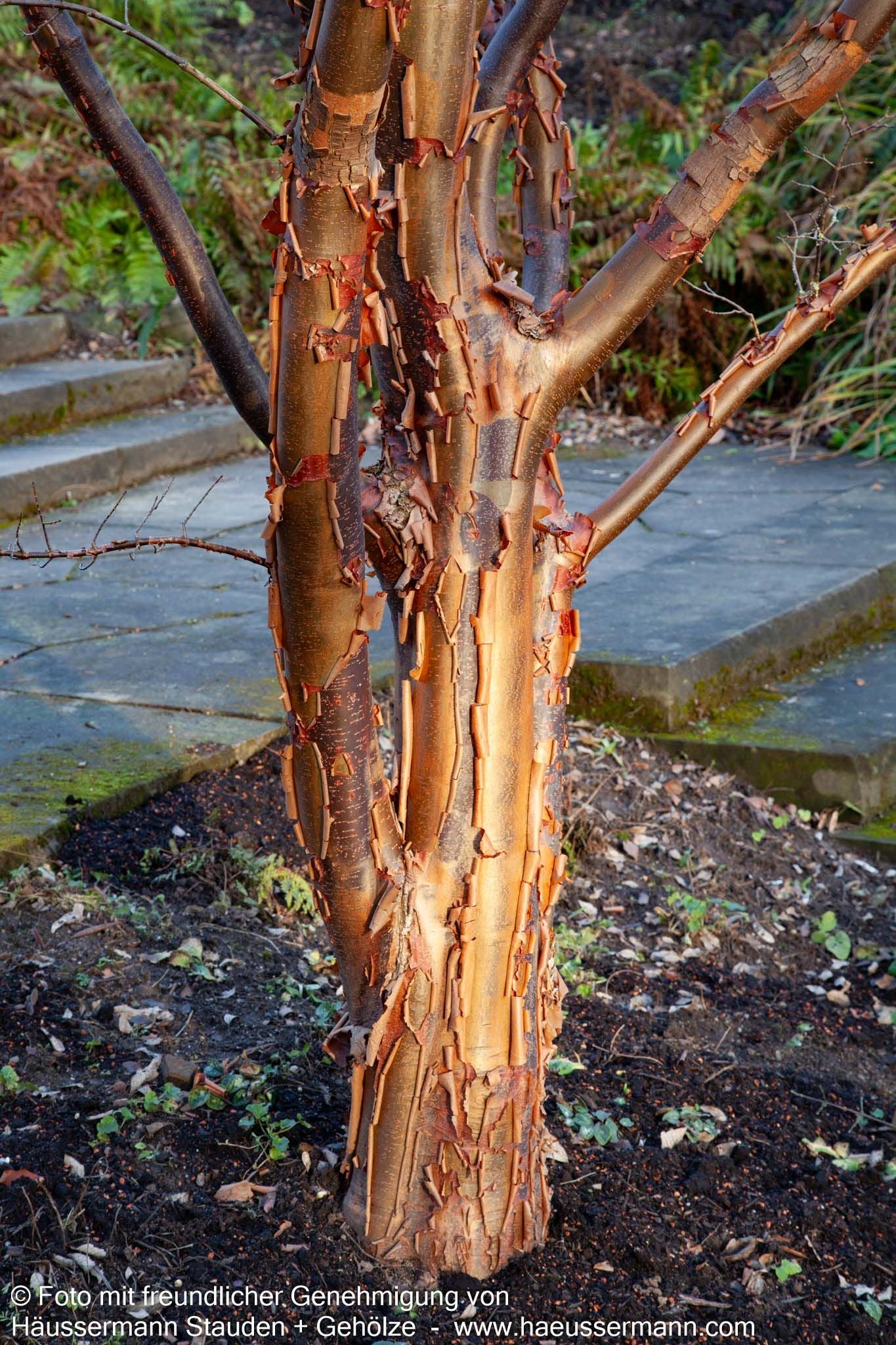 Zimt-Ahorn (Acer griseum)