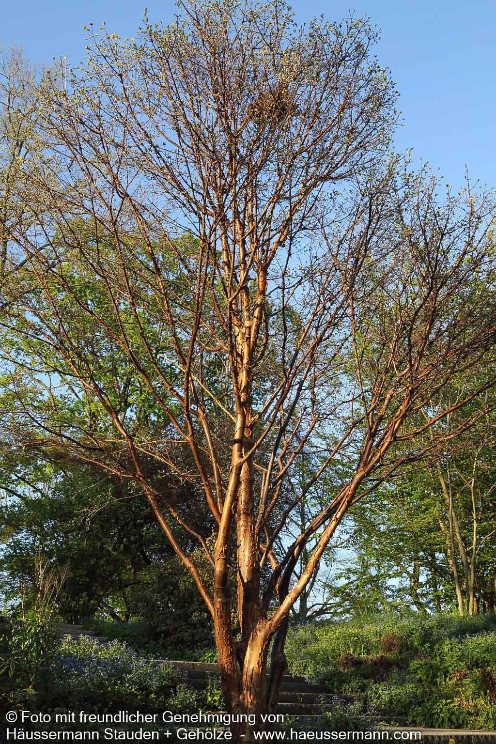 Zimt-Ahorn (Acer griseum)