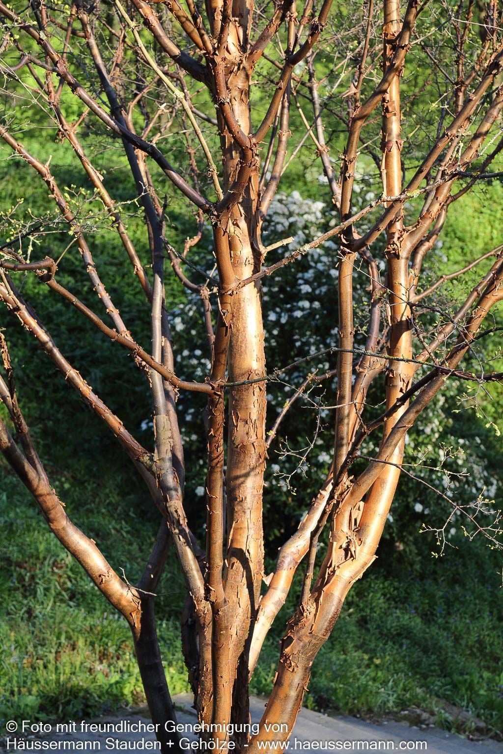 Zimt-Ahorn (Acer griseum)
