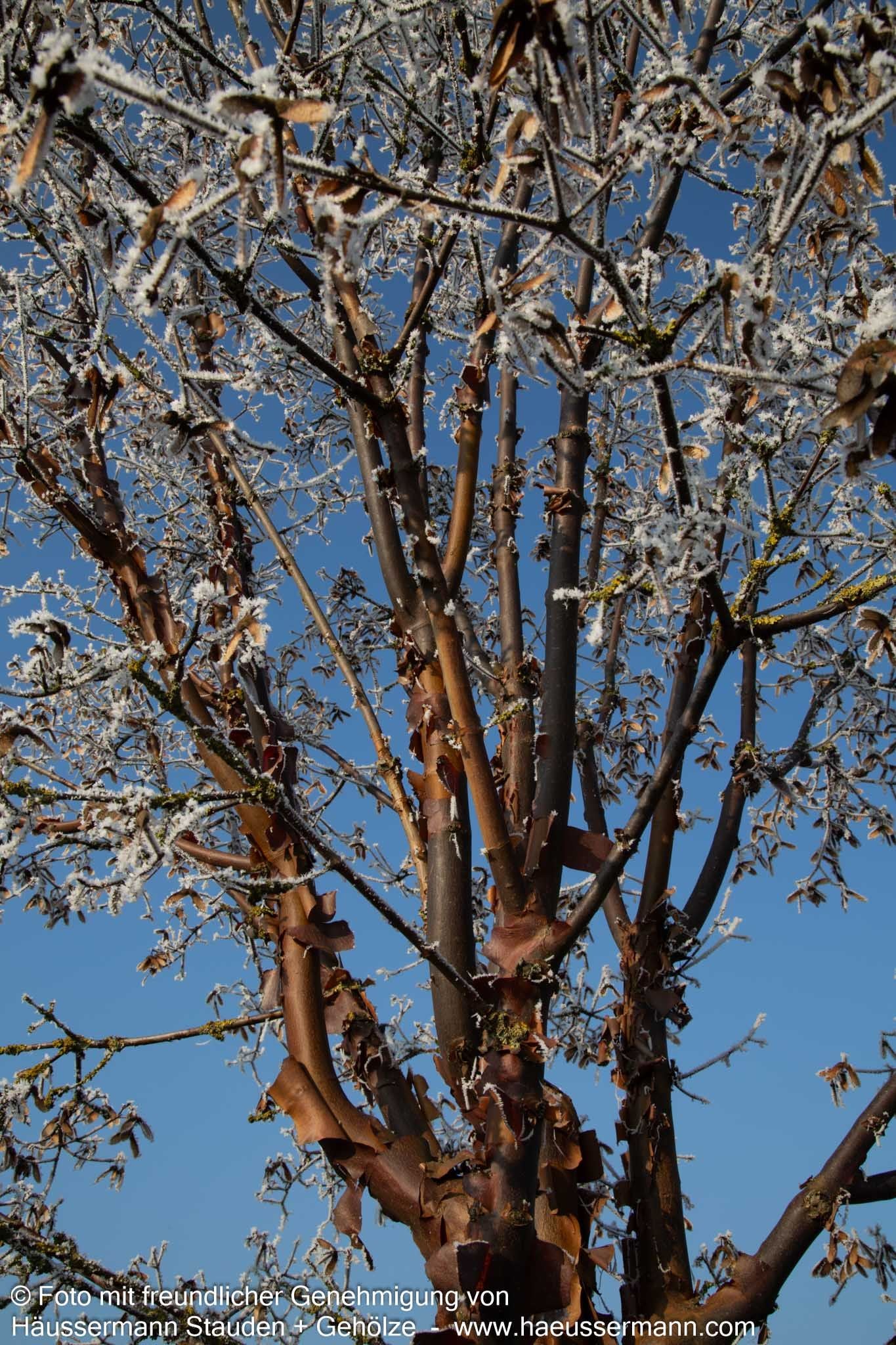 Zimt-Ahorn (Acer griseum)