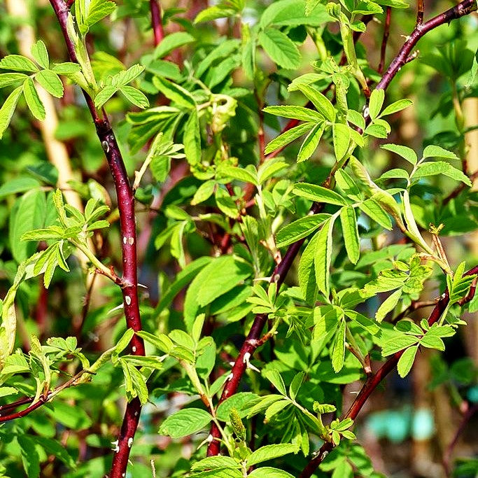 Zimt-Rose (Rosa majalis)