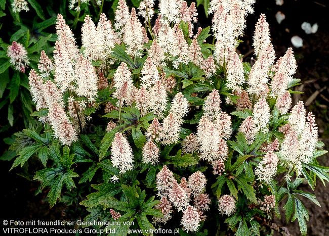 Zipfelblättrige Schaumblüte 'Pink Skyrocket' (Tiarella laciniata)