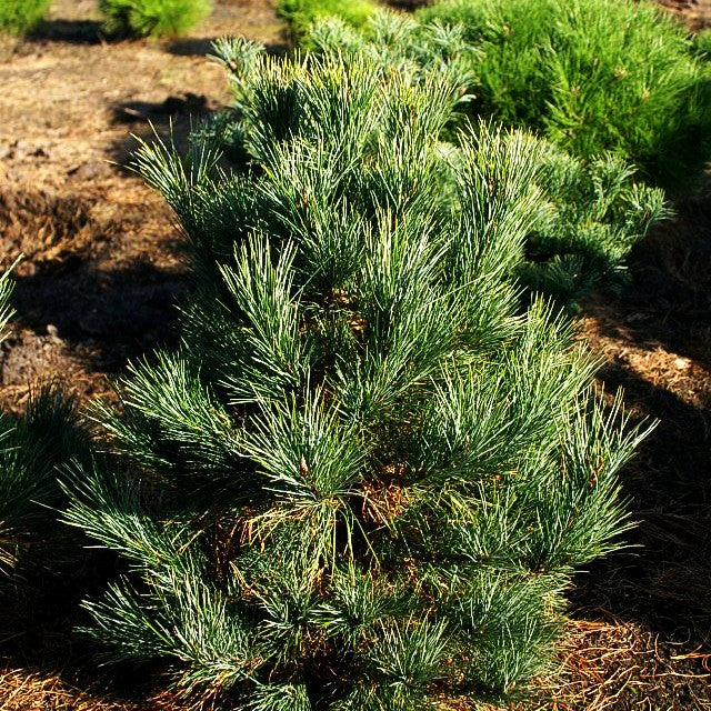 Zirbel-Kiefer 'Westerstede' (Pinus cembra)