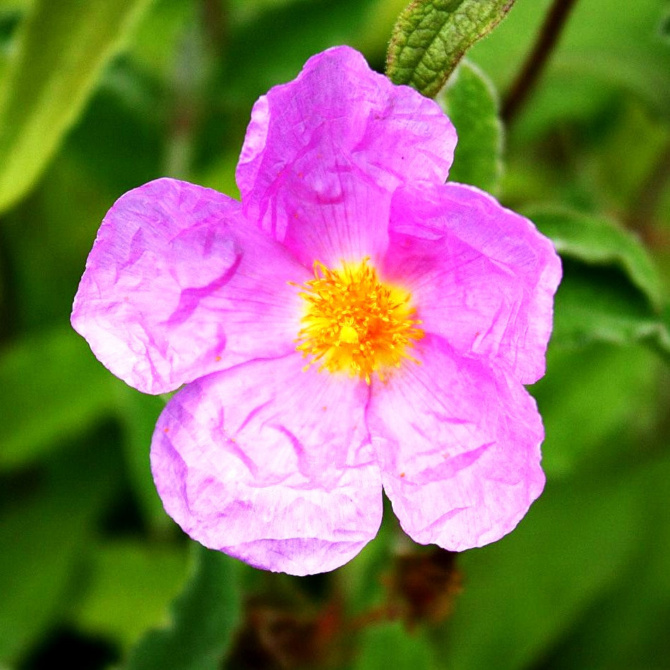 Zistrose (Cistus incanus ssp.tauricus)