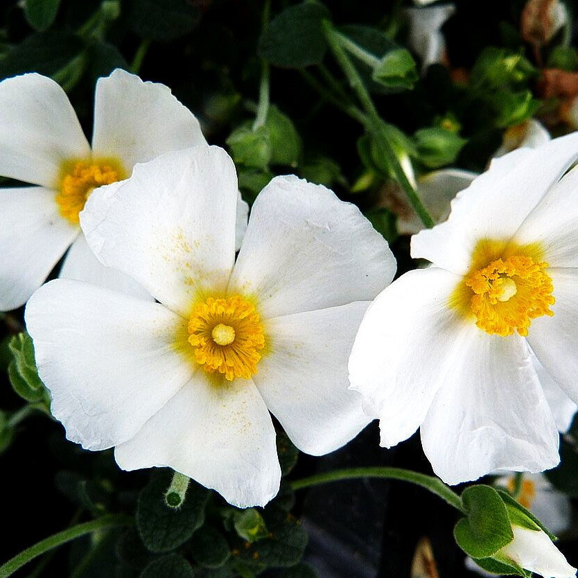 Zistrose (Cistus x obtusifolius)