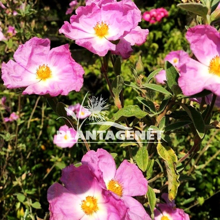 Zistrose 'Silver Pink' (Cistus x purpureus)