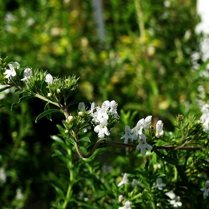 Zitronen-Bohnenkraut 'Citriodora' (Satureja montana)