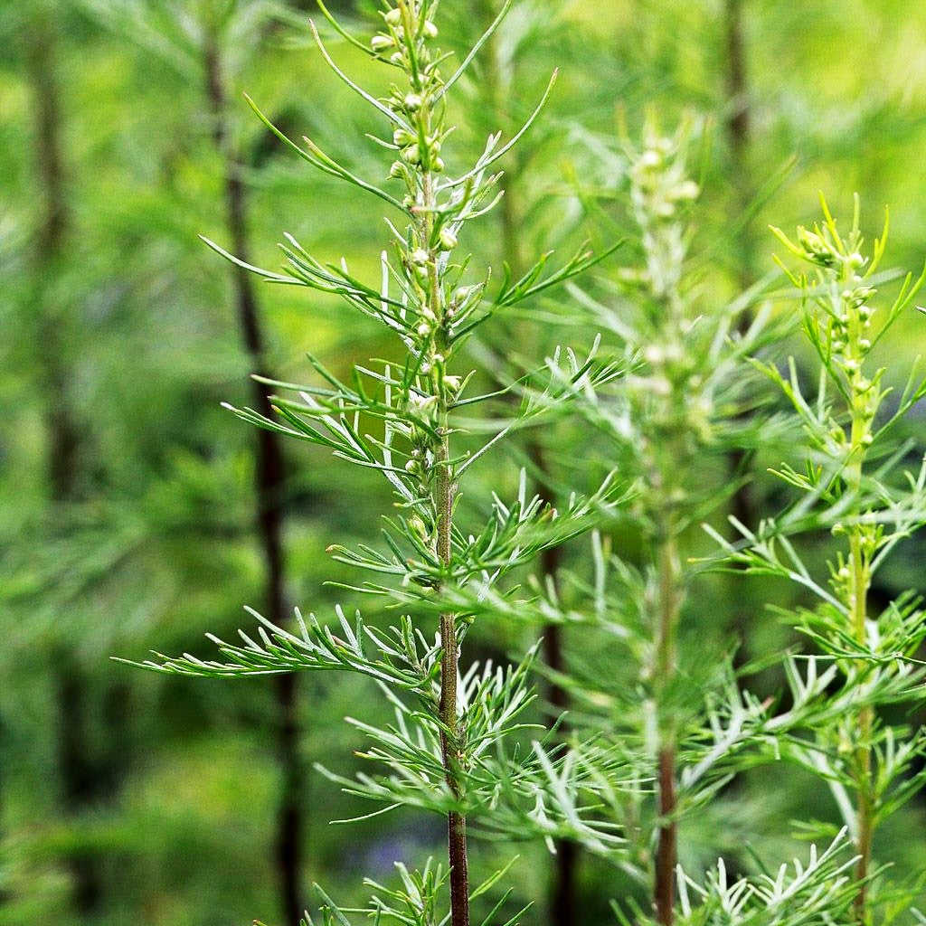 Zitronen-Eberraute 'Citrina' (Artemisia abrotanum)