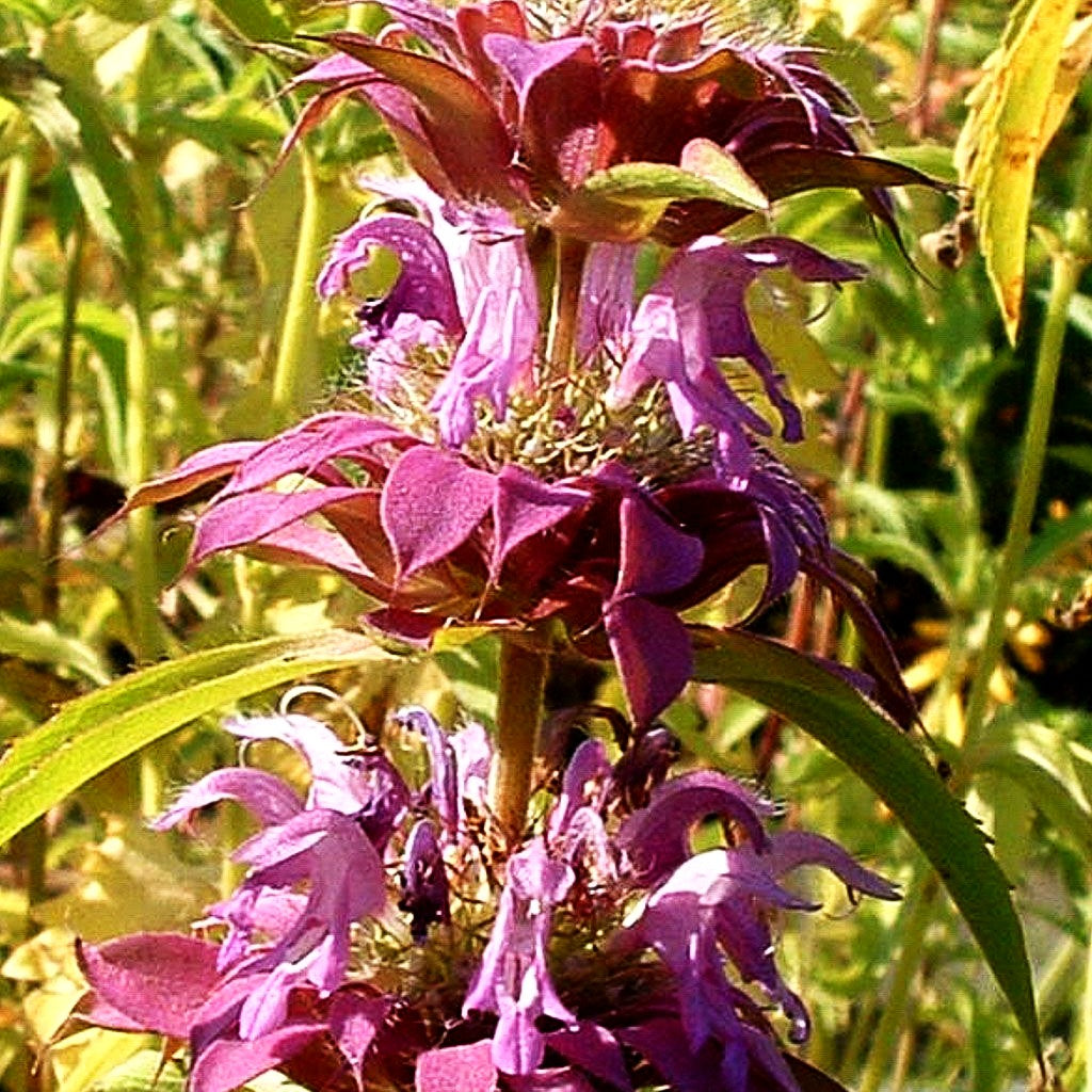 Zitronen-Indianernessel (Monarda citriodora)