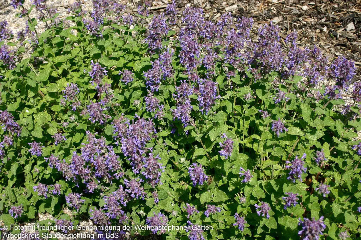 Zitronen-Katzenminze 'Odeur Citron' (Nepeta racemosa)