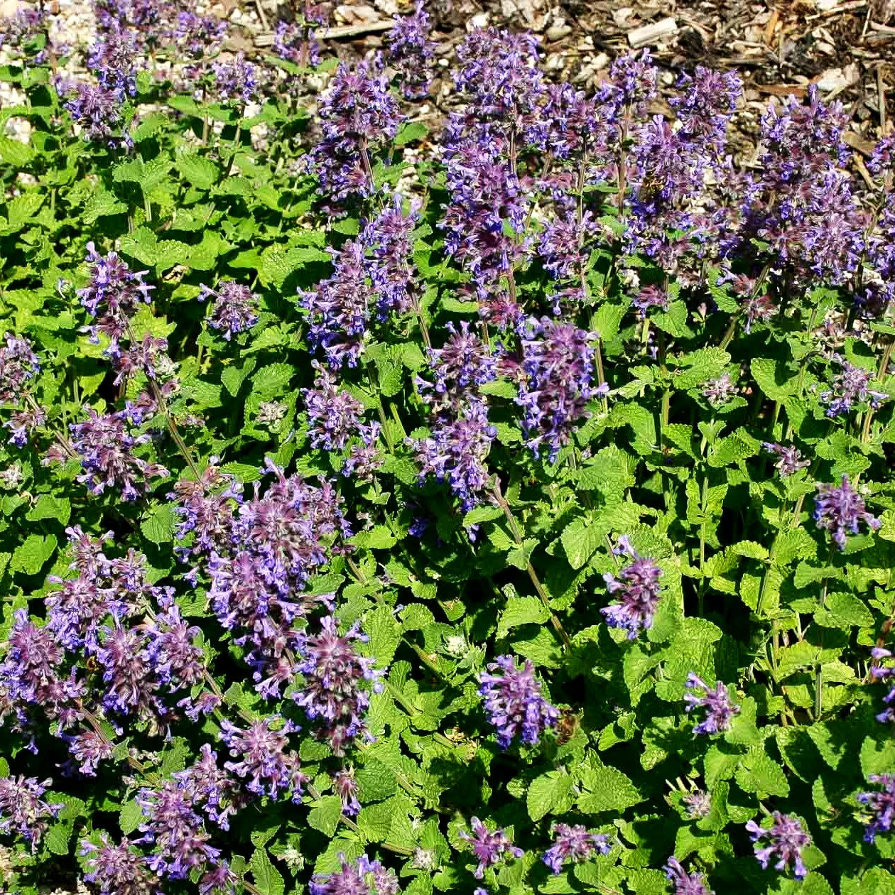 Zitronen-Katzenminze 'Odeur Citron' (Nepeta racemosa)
