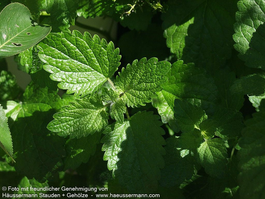 Zitronen-Melisse (Melissa officinalis)