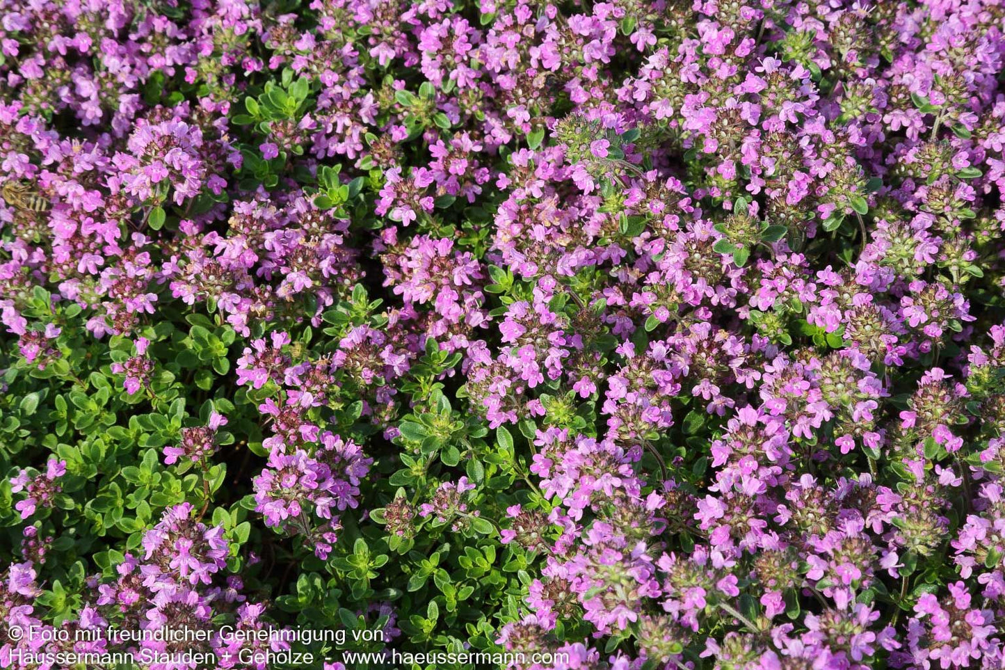 Zitronen-Thymian 'Typ Lammefjord' (Thymus x citriodorus)