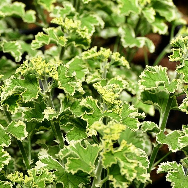 Zitronenduft-Pelargonie 'Variegatum' (Pelargonium crispum)
