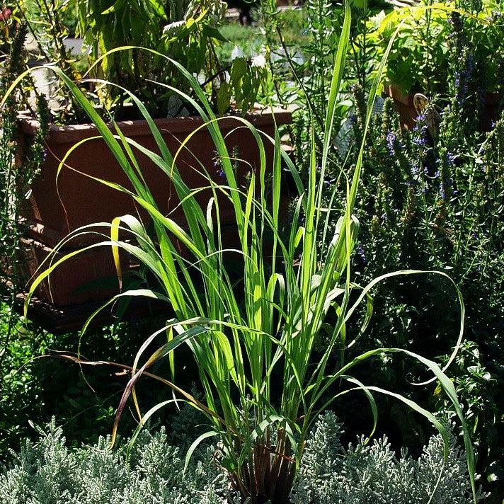 Zitronengras (Cymbopogon citratus)