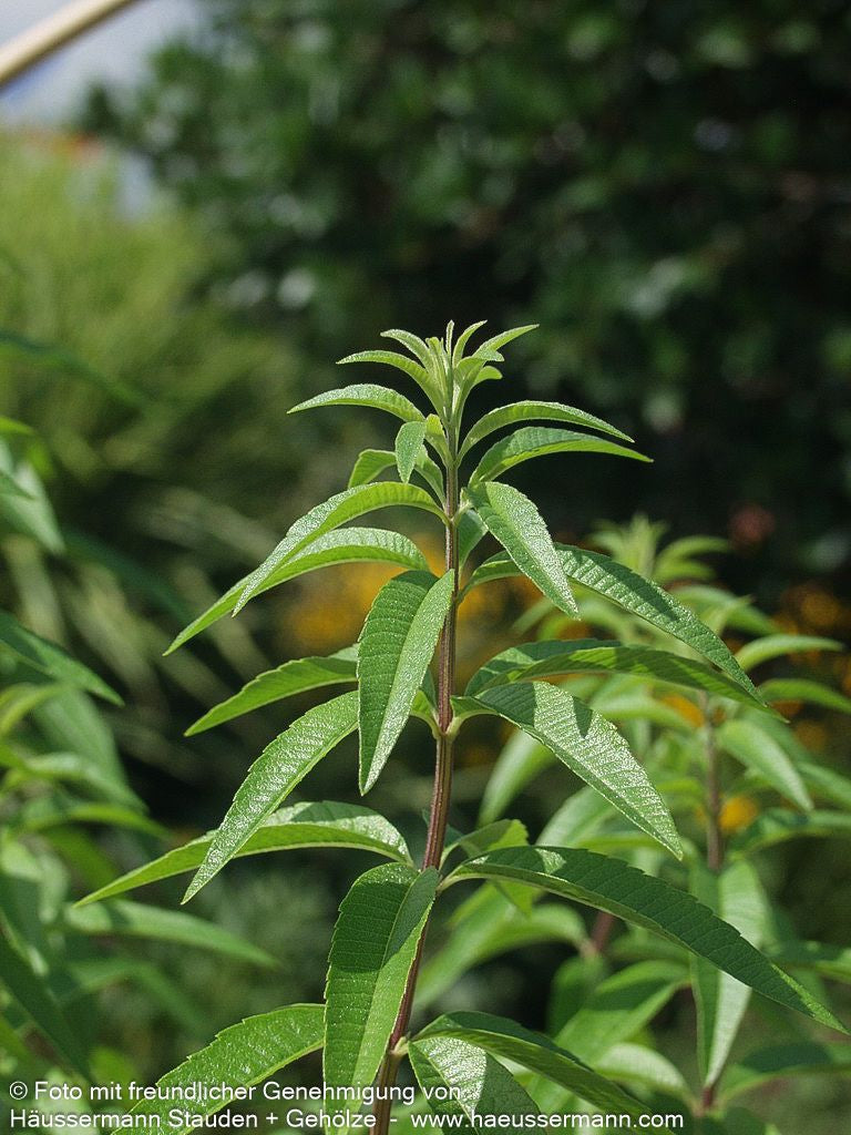 Zitronenverbene (Aloysia citrodora (triphylla))