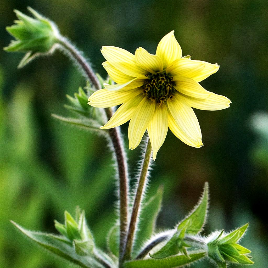 Zottige Becherpflanze (Silphium mohrii)