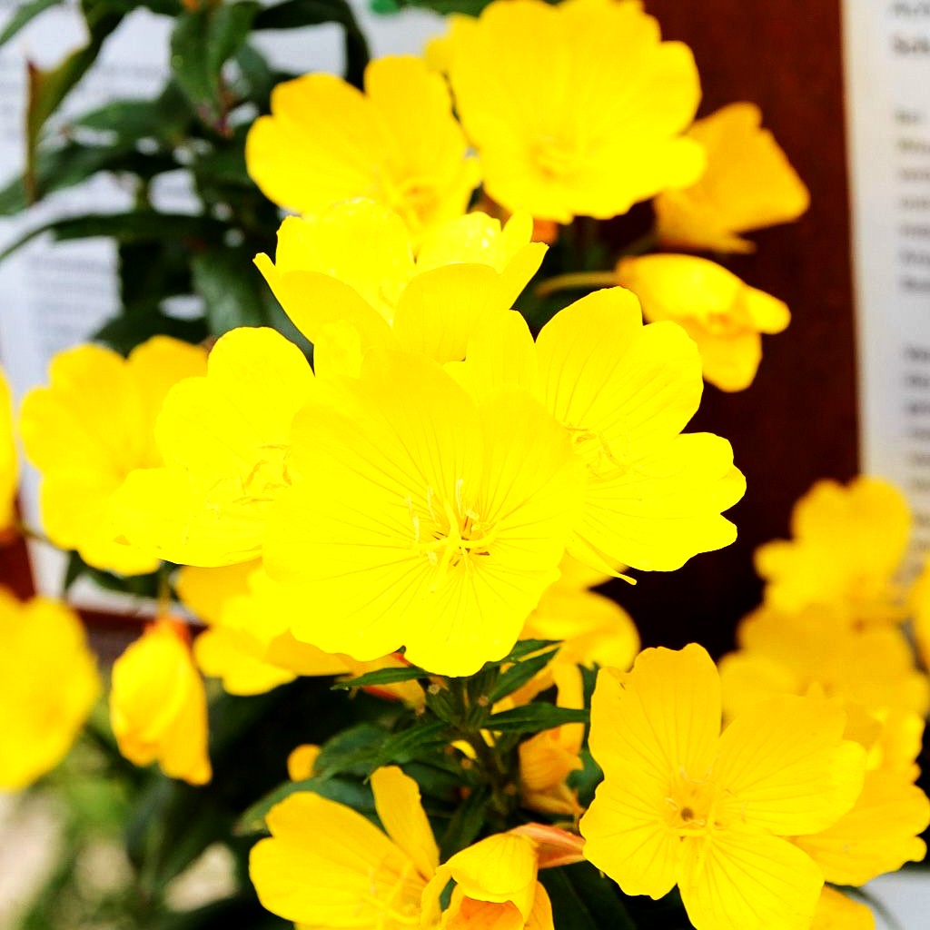 Zweijährige Nachtkerze (Oenothera biennis)