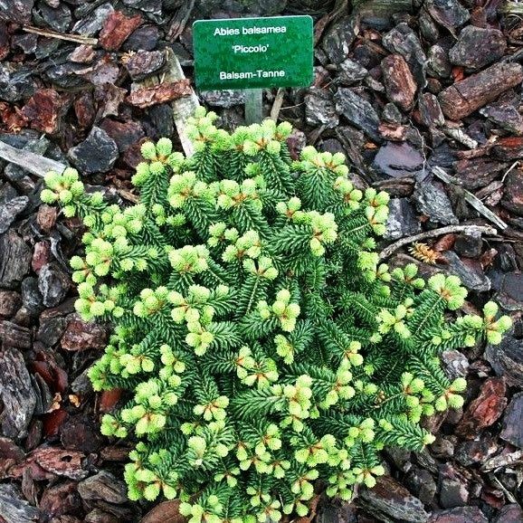 Zwerg-Balsam-Tanne 'Piccolo' (Abies balsamea)
