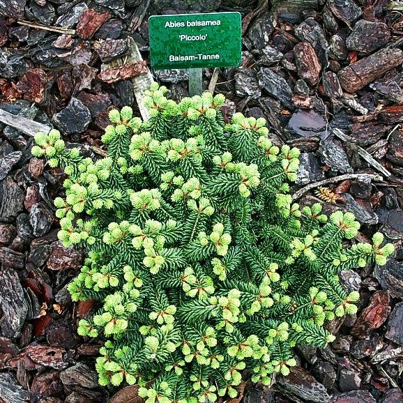 Zwerg-Balsam-Tanne 'Piccolo' (Abies balsamea)