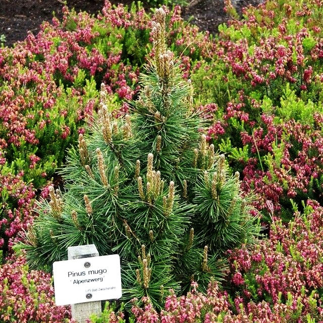 Zwerg-Berg-Kiefer 'Alpenzwerg' (Pinus mugo)