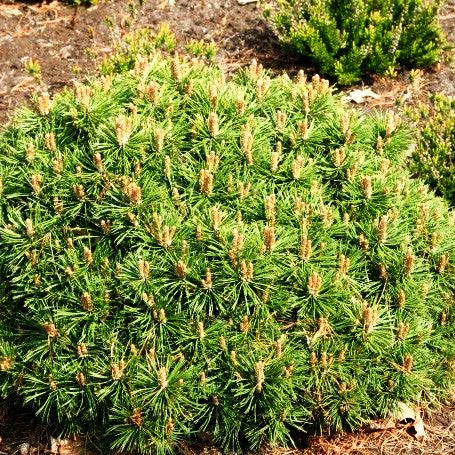 Zwerg-Berg-Kiefer 'Benjamin' (Pinus mugo)