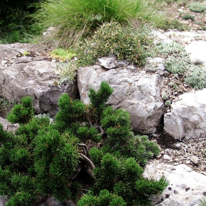 Zwerg-Berg-Kiefer 'Jacobsen' (Pinus mugo)