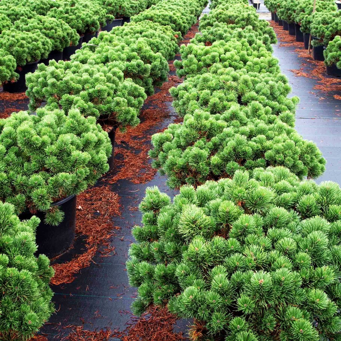 Zwerg-Berg-Kiefer 'March' (Pinus mugo)