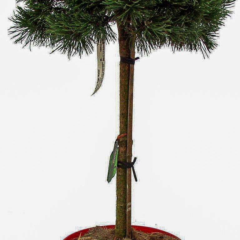 Zwerg-Berg-Kiefer 'March' (Pinus mugo)