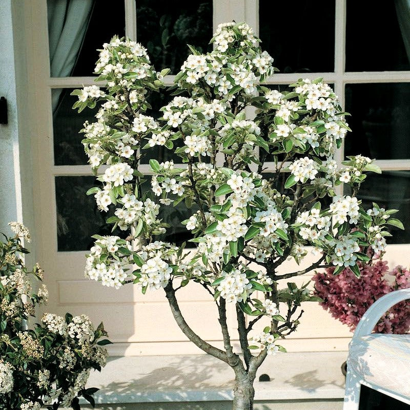 Zwerg-Birne 'Garden Pearl' (Pyrus com.)