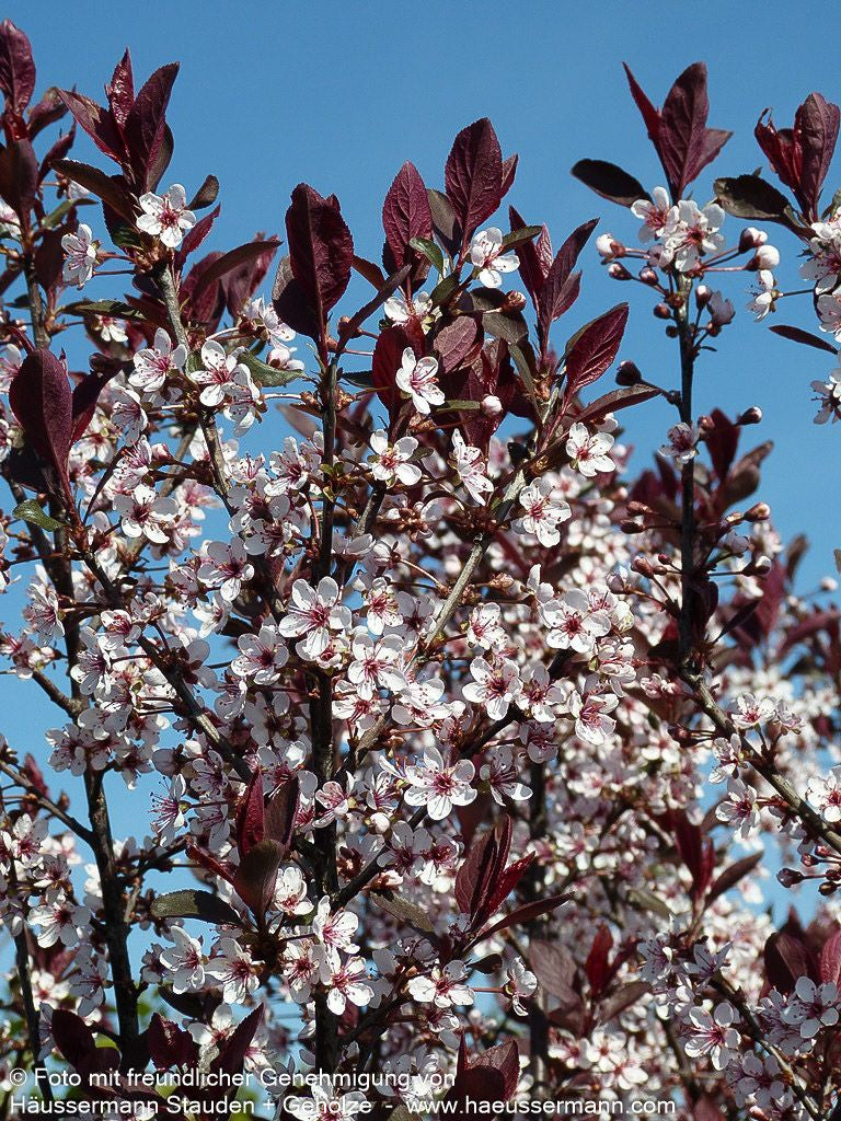 Zwerg-Blut-Pflaume (Prunus x cistena)