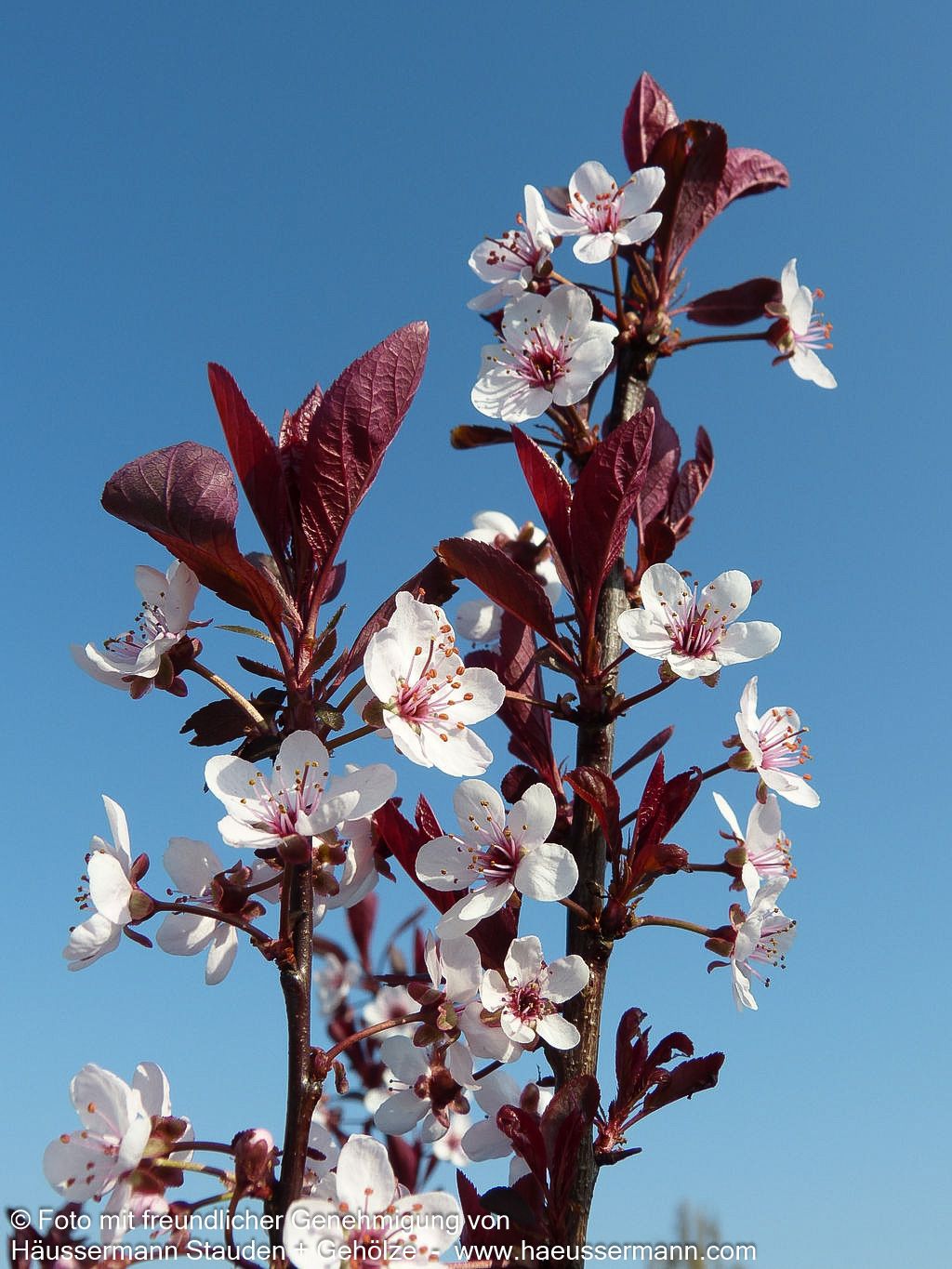 Zwerg-Blut-Pflaume (Prunus x cistena)