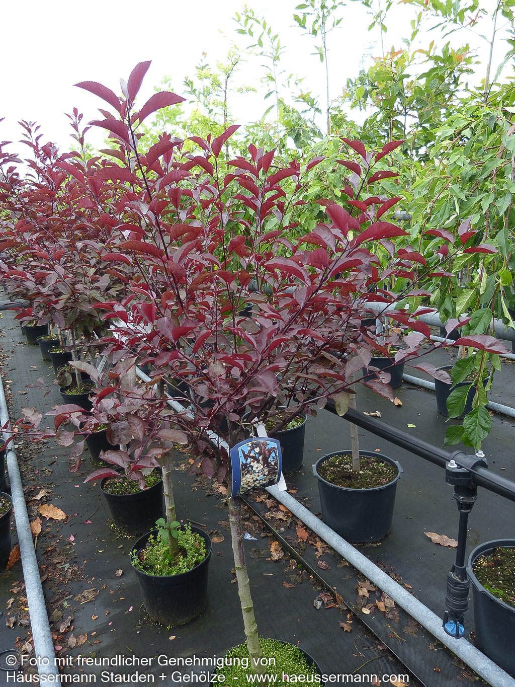 Zwerg-Blut-Pflaume (Prunus x cistena)