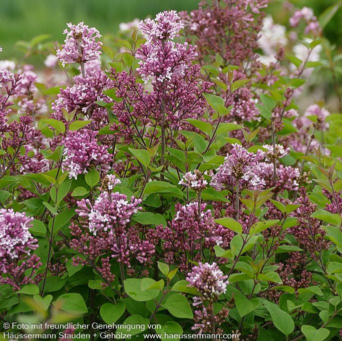 Zwerg-Duft-Flieder 'Josee' (Syringa meyeri)