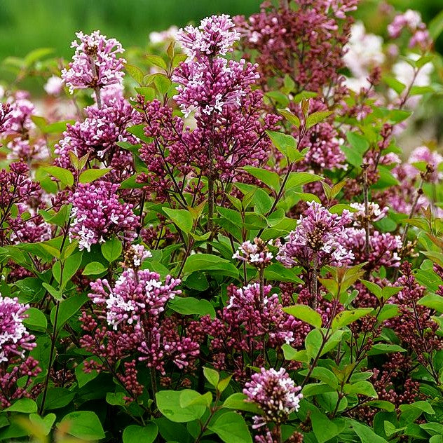 Zwerg-Duft-Flieder 'Josee' (Syringa meyeri)