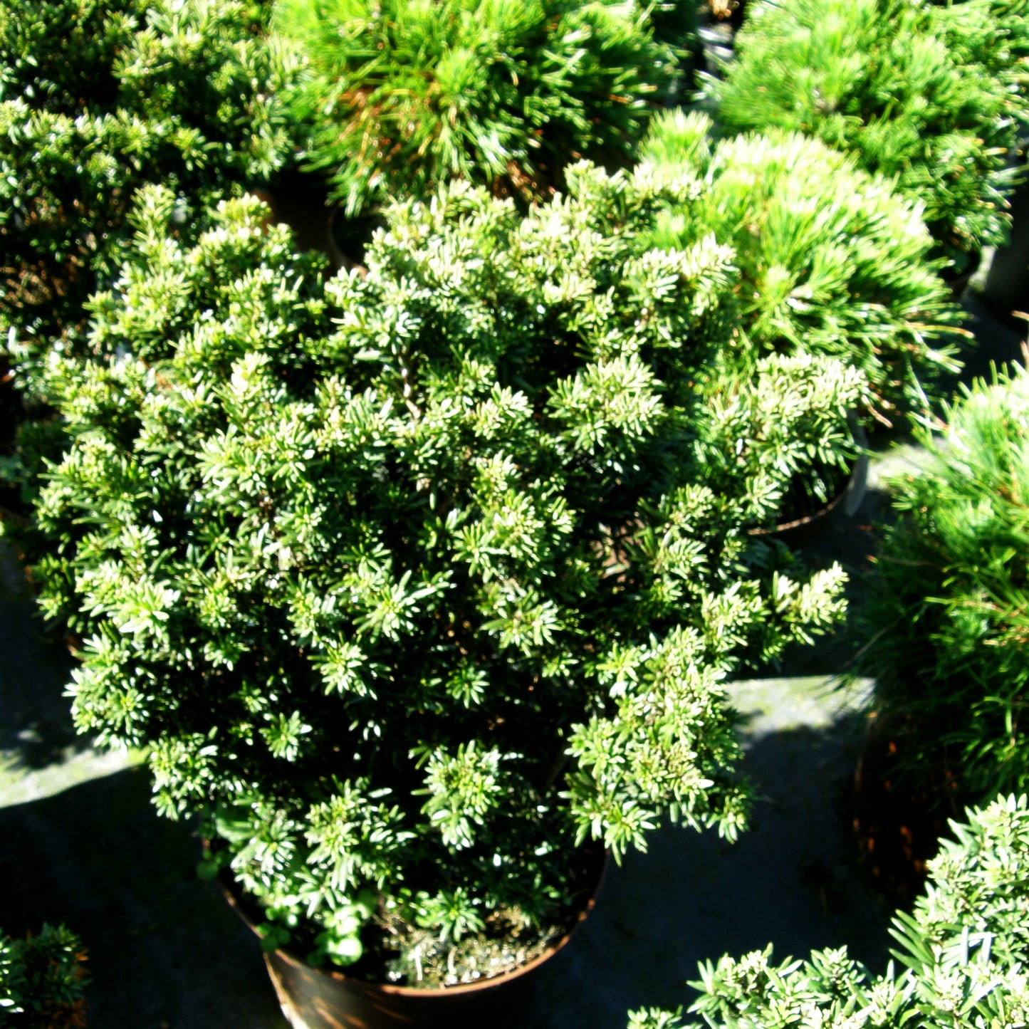 Zwerg-Eibe 'Fips' (Taxus baccata)