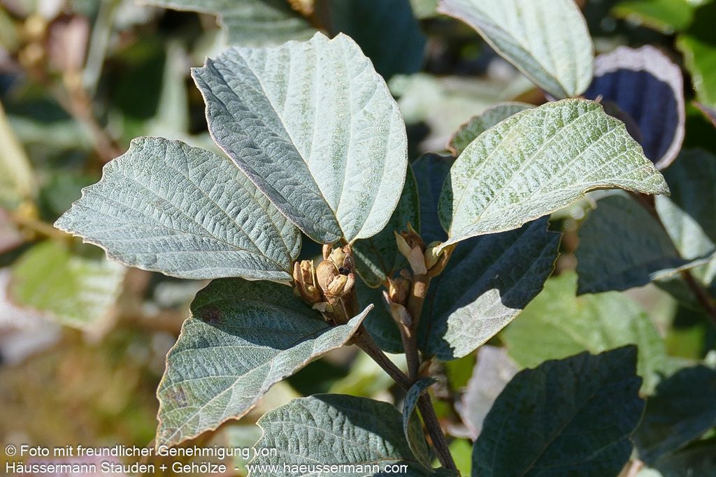 Zwerg-Federbuschstrauch 'Blue Shadow' (Fothergilla x intermedia)