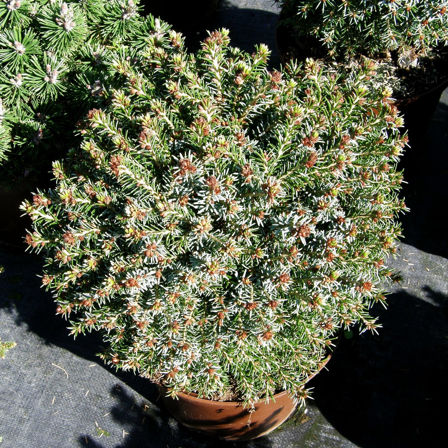 Zwerg-Fichte 'Blue Planet' (Picea glauca)