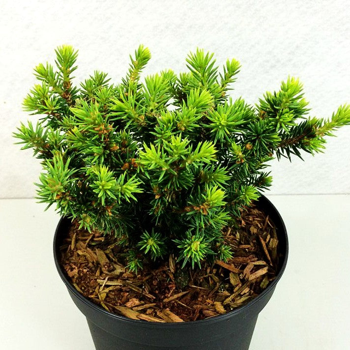Zwerg-Fichte 'Cy's Wonder' (Picea glauca)