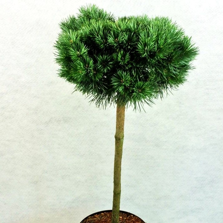 Zwerg-Föhre 'Doone Valley' (Pinus sylvestris)