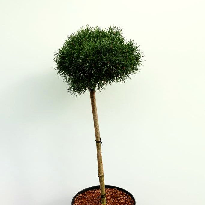 Zwerg-Föhre 'Martham' (Pinus sylvestris)