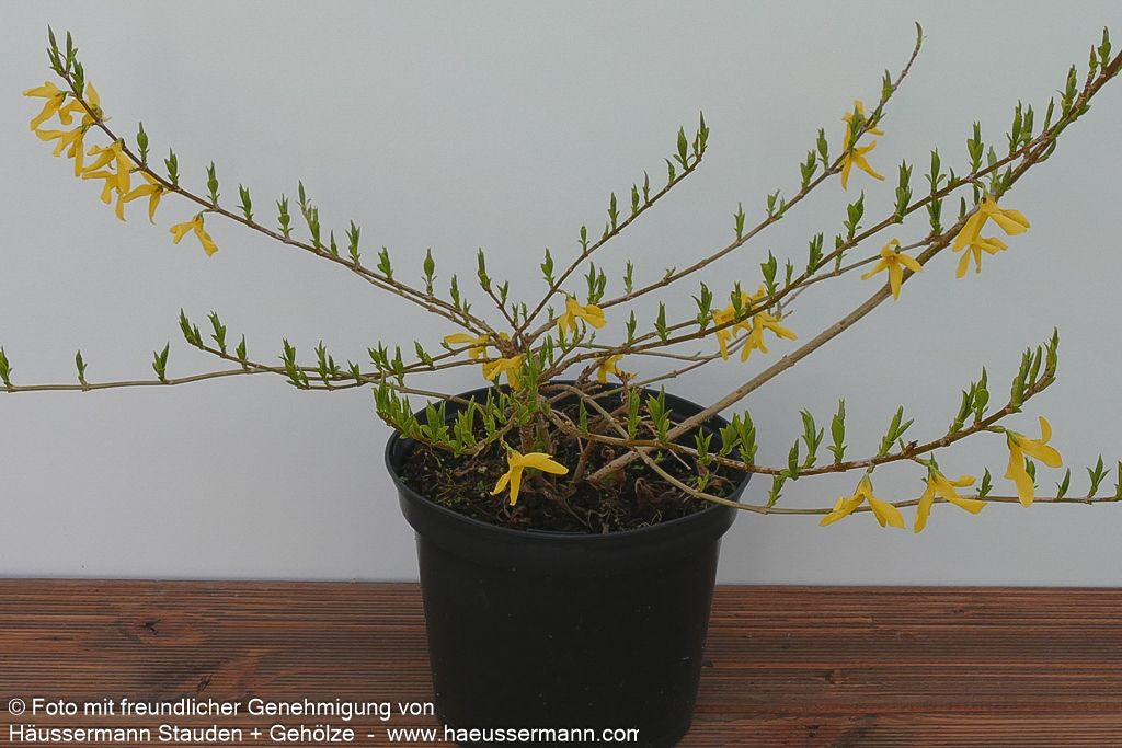 Zwerg-Forsythie 'Melee d'Or' (Forsythia x cult.)