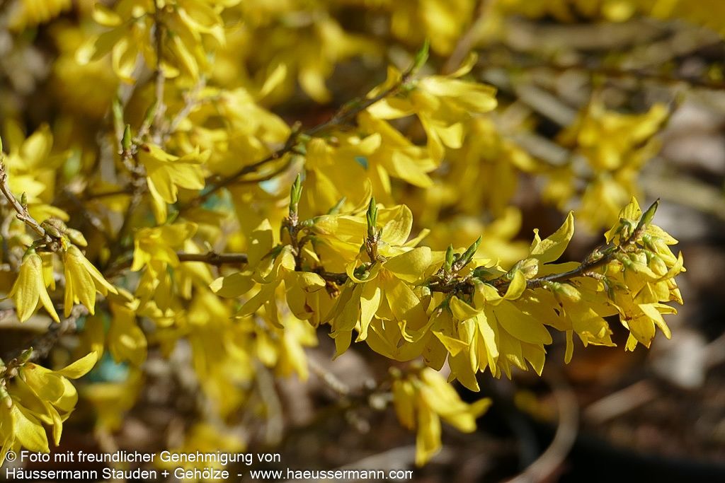 Zwerg-Forsythie 'Melee d'Or' (Forsythia x cult.)