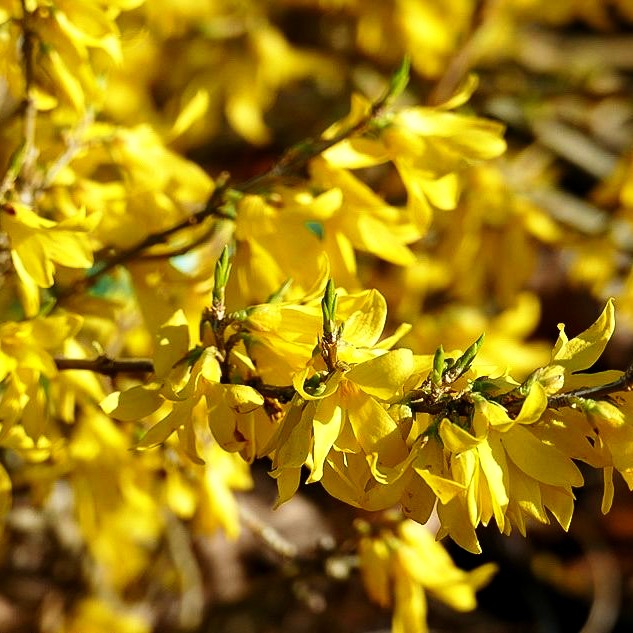 Zwerg-Forsythie 'Melee d'Or' (Forsythia x cult.)