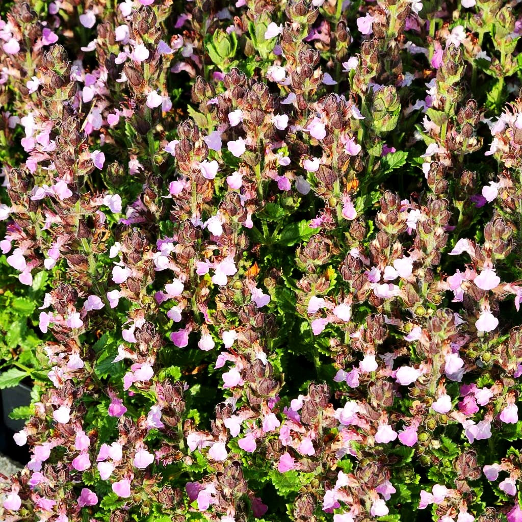 Zwerg-Gamander 'Nanum' (Teucrium chamaedrys)