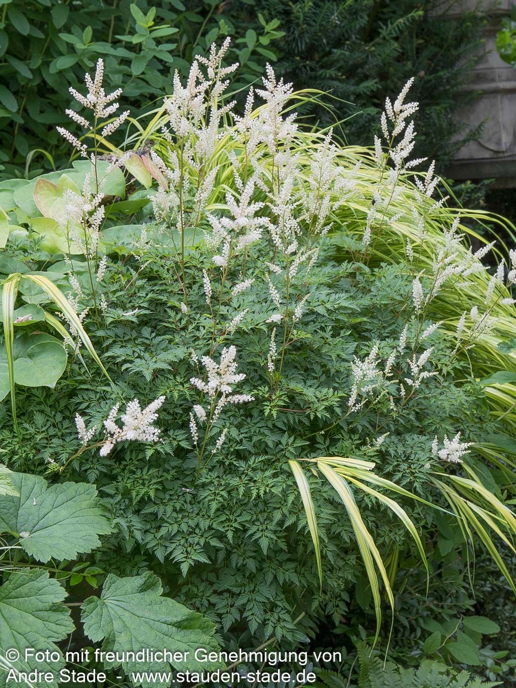 Zwerg-Geißbart (Aruncus aethusifolius)