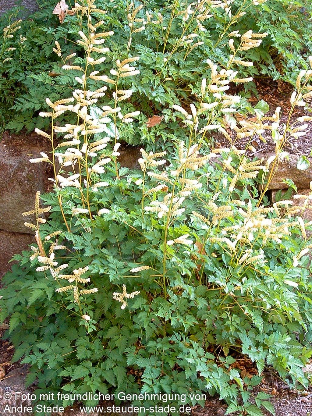 Zwerg-Geißbart (Aruncus aethusifolius)