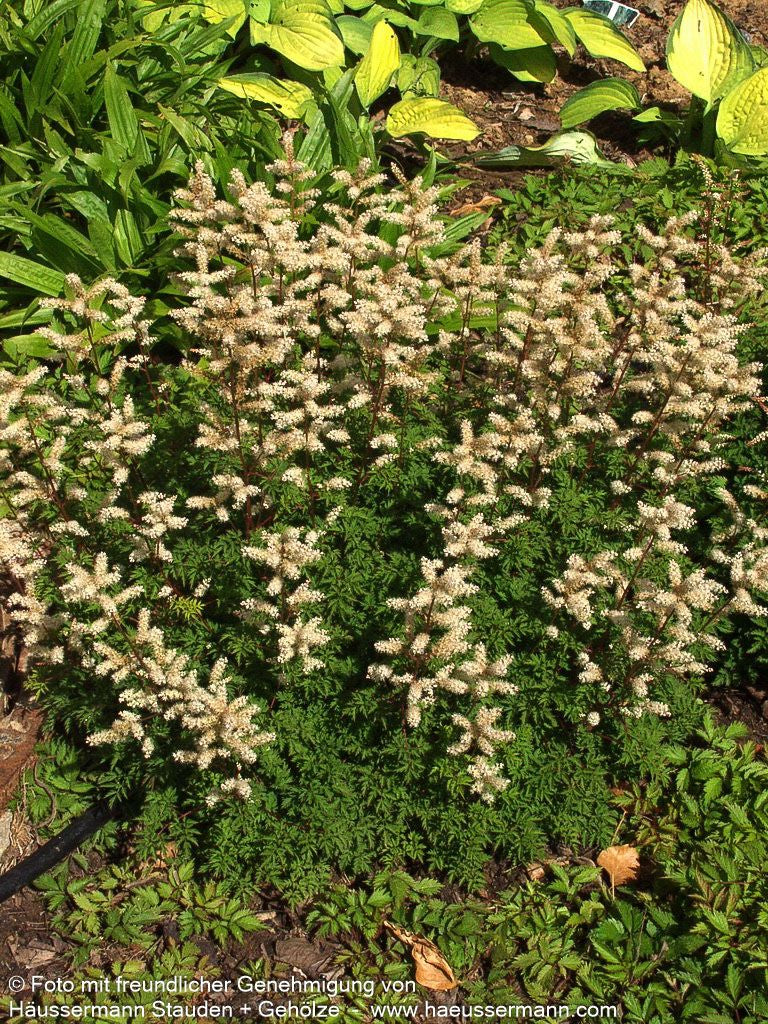 Zwerg-Geißbart (Aruncus aethusifolius)