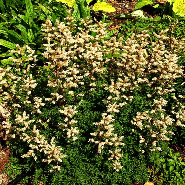 Zwerg-Geißbart (Aruncus aethusifolius)