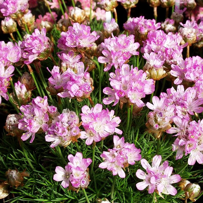 Zwerg-Grasnelke (Armeria caespitosa)